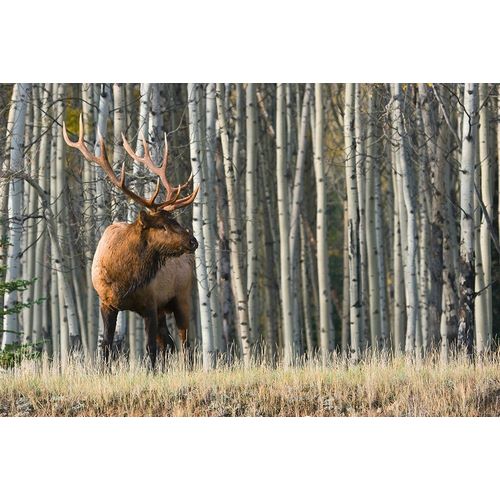 Rocky Mountain Bull Elk-Aspen Forest